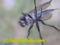 /home//u458753944/public_html/sourcegallery////////////////Insects and small critters/flies (Diptera)/P1080175.JPG